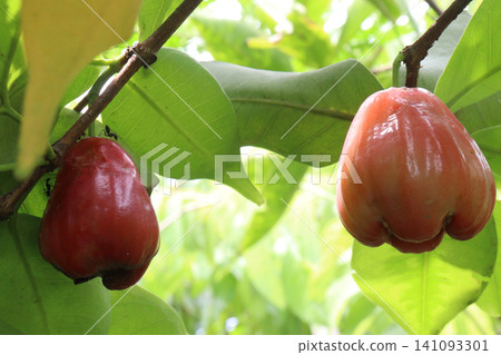Syzygium samarangense fruit plant on nursery Syzygium samarangense fruit plant on nursery 141093301