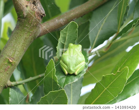 Early July: Tree frogs sunbathing on laurel leaves after the rain. 6 Early July: Tree frogs sunbathing on laurel leaves after the rain. 6 141093420