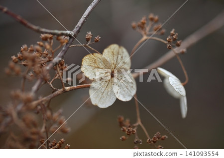 繡球花開花結果後 繡球花開花結果後 141093554