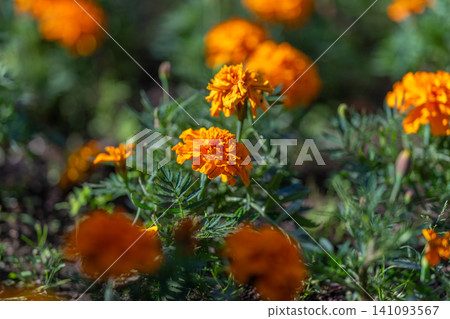 Close-up marigold blooms in sunlit garden bed with shallow depth of field Close-up marigold blooms in sunlit garden bed with shallow depth of field 141093567