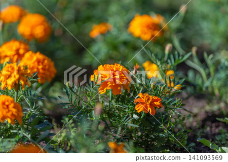 Bright orange marigold flowers in sunlit garden bed with green foliage and blurred background Bright orange marigold flowers in sunlit garden bed with green foliage and blurred background 141093569