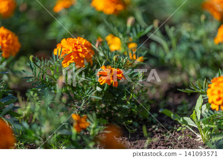 Orange marigold blooms in sunlit garden bed with green foliage and soil 141093571