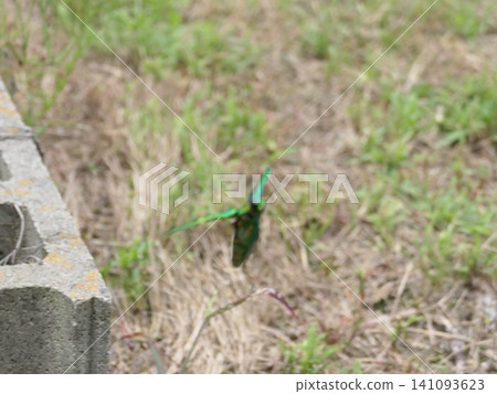 Early July: Japanese jewel beetle flying upright. 10 Early July: Japanese jewel beetle flying upright. 10 141093623