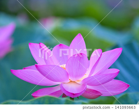 Pure lotus flower Pure lotus flower 141093663