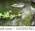 七月初：一隻牛蛙驕傲地展示著一隻鱷魚擺飾。 8 141093761