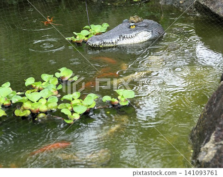 Early July: A bullfrog proudly displaying a crocodile figurine. 8 Early July: A bullfrog proudly displaying a crocodile figurine. 8 141093761