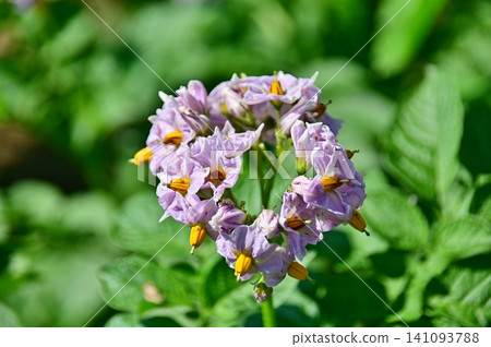 Light purple potato flowers Light purple potato flowers 141093788