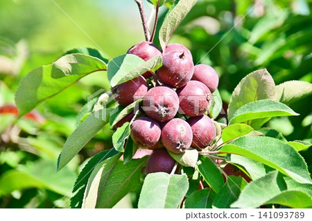 Maypole apples Maypole apples 141093789