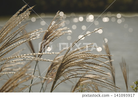 The sparkling plumes of pampas grass by the water's edge The sparkling plumes of pampas grass by the water's edge 141093917