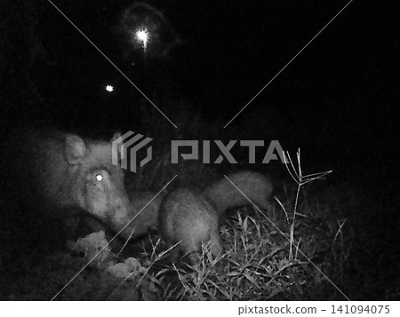 A plump family of three wild boars dug up a potato. A plump family of three wild boars dug up a potato. 141094075