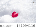 落在雪裡的山茶花 141094116