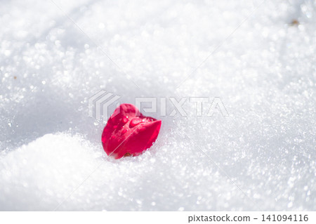 Camellia flowers that have fallen into the snow Camellia flowers that have fallen into the snow 141094116