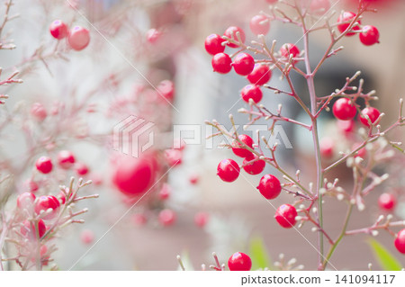red nut red nut 141094117