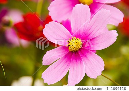 Cosmos with a deep pink center Cosmos with a deep pink center 141094118