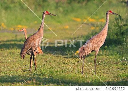 Sandhill Crane family walking on a green background, Canada Sandhill Crane family walking on a green background, Canada 141094352