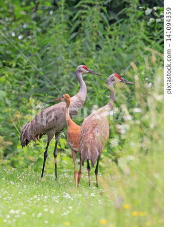 Sandhill Crane family walking on a green background, Canada Sandhill Crane family walking on a green background, Canada 141094359