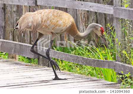 Sandhill Crane on a wooden alley, Canada Sandhill Crane on a wooden alley, Canada 141094360