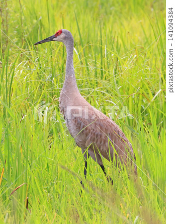 Sandhill Crane on a green background, Canada Sandhill Crane on a green background, Canada 141094384