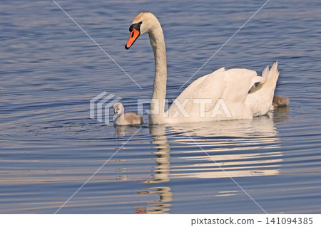 Swan with babies floating on a blue water lake with nice reflections Swan with babies floating on a blue water lake with nice reflections 141094385