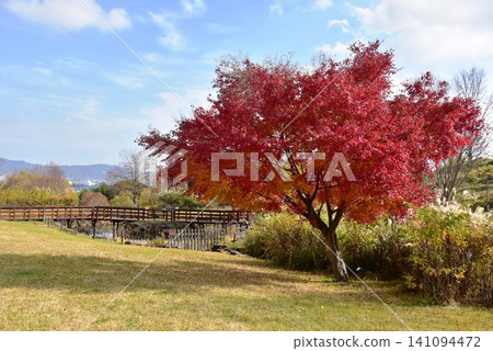 神奈川縣立小田原諦訪之原公園的陽光山丘與秋葉 神奈川縣立小田原諦訪之原公園的陽光山丘與秋葉 141094472
