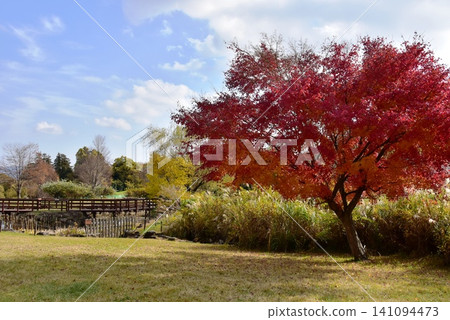 Sunny Hill and Autumn Leaves at Kanagawa Prefectural Odawara Suwanohara Park Sunny Hill and Autumn Leaves at Kanagawa Prefectural Odawara Suwanohara Park 141094473