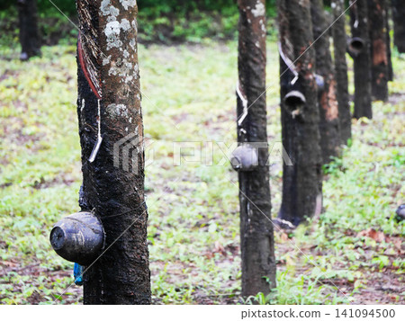 Agricultural science photograph showcasing natural latex sap extraction from Hevea brasiliensis rubber tree trunks via traditional tapping method in a tropical plantation Agricultural science photograph showcasing natural latex sap extraction from Hevea brasiliensis rubber tree trunks via traditional tapping method in a tropical plantation 141094500