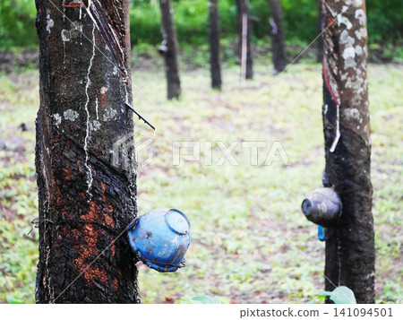 Agricultural science photograph showcasing natural latex sap extraction from Hevea brasiliensis rubber tree trunks via traditional tapping method in a tropical plantation Agricultural science photograph showcasing natural latex sap extraction from Hevea brasiliensis rubber tree trunks via traditional tapping method in a tropical plantation 141094501