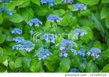 hydrangea hydrangea 141094528
