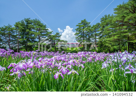 Irises and local trains Irises and local trains 141094532