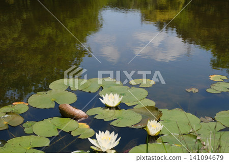Water lily of the pond Water lily of the pond 141094679