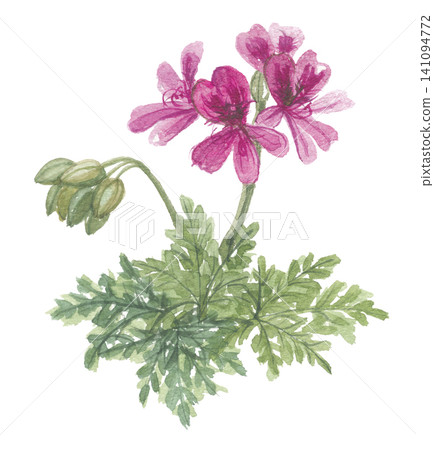 Geraniums painted in watercolor Geraniums painted in watercolor 141094772
