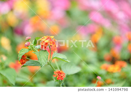 橙色馬纓丹花 橙色馬纓丹花 141094798
