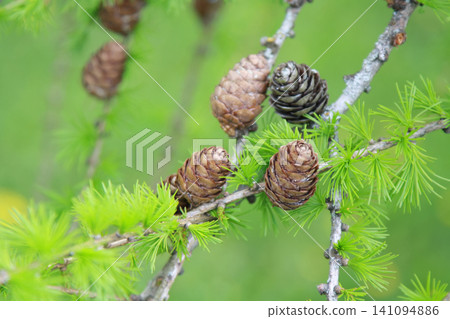 Macro Close-Up of Larch Cones and Spring Needles Macro Close-Up of Larch Cones and Spring Needles 141094886