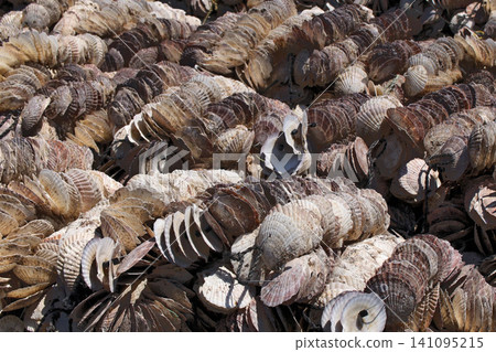 A large pile of scallop shells A large pile of scallop shells 141095215