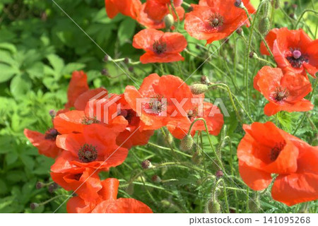 Red Poppy Red Poppy 141095268