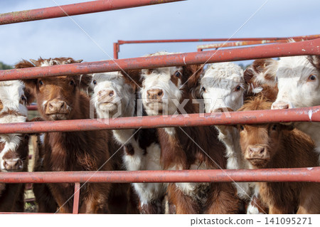 A group of adolescent cows in a holding pen on a farm in the Blue Mountains A group of adolescent cows in a holding pen on a farm in the Blue Mountains 141095271