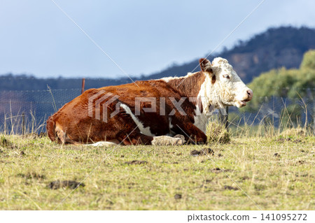 A large brown Hereford cow sitting in a field on a farm in the Blue Mountains A large brown Hereford cow sitting in a field on a farm in the Blue Mountains 141095272