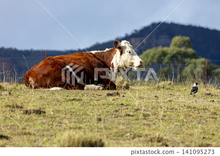 A brown Hereford cow sitting in a field with a Magpie in the Blue Mountains A brown Hereford cow sitting in a field with a Magpie in the Blue Mountains 141095273