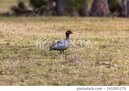 A Wood Duck standing in a grassy field in the Blue Mountains A Wood Duck standing in a grassy field in the Blue Mountains 141095278