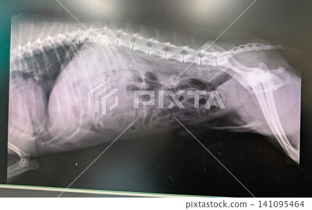 X-ray of a dog 141095464