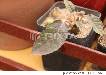 Dorstenia foetida, grendelion succulent plant on pot Dorstenia foetida, grendelion succulent plant on pot 141095569