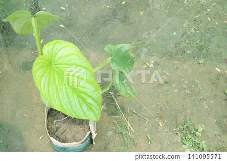 Homalomena rubescens leaf plant on pot in farm Homalomena rubescens leaf plant on pot in farm 141095571