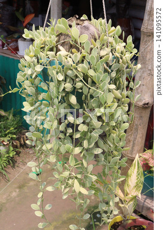 Dischidia oiantha variegata, Variegated Million Hearts, White Diamond leaf plant 141095572