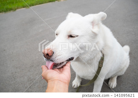 White dog licking hand of woman on walk. Friendly pet interacting with owner. White dog licking hand of woman on walk. Friendly pet interacting with owner. 141095621