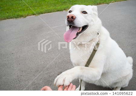 White dog giving paw to human hand. Person training cute pet in city park. 141095622