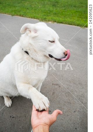 White dog giving paw to human outdoor. Friendly pet shaking hand with owner in par White dog giving paw to human outdoor. Friendly pet shaking hand with owner in par 141095623