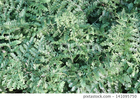Asplenium Parvati, Mother Fern, Austral Gem, lush, evergreen hybrid fern on farm 141095750