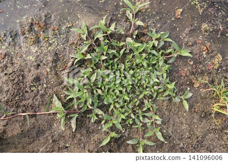 Buttonweed, Virginia buttonweed, Diodia virginiana a persistent turf weed plant Buttonweed, Virginia buttonweed, Diodia virginiana a persistent turf weed plant 141096006