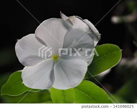 Nichinichiso Nichinichiso 141096025
