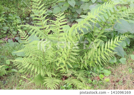 Christella dentata, binung is a small fern plant on farm 141096169